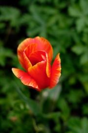 Tulip