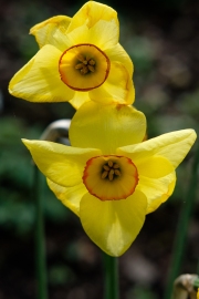 Daffodils