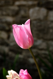 Tulip