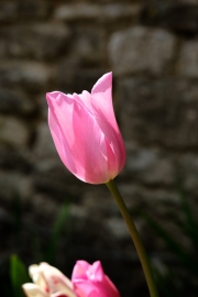 Tulip