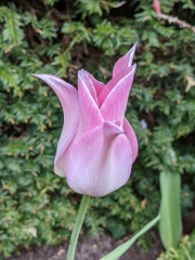 Tulip