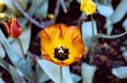 Tulip