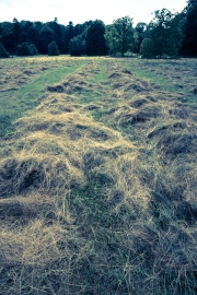 Cut grass meadow