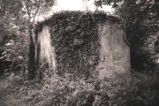 Ivy-covered wall