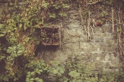 Overgrown wall