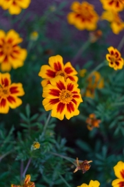 Marigold