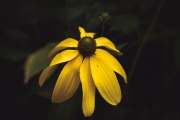 Rudbeckia