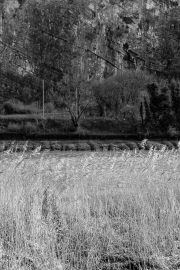 Grasses and Cliff