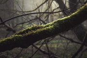 Mossy Branch