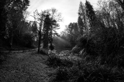 Winter Sun through the gloom