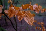 Leaves