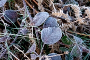 Frosted Leaf