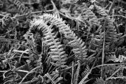 Frosted Fern