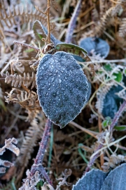 Frosted Leaf