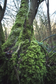 Mossy Tree