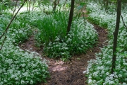 Wild Garlic