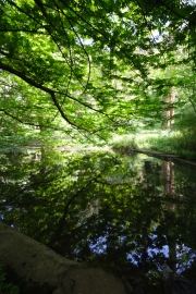 Spring Reflections