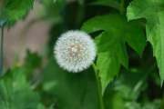 Dandelion