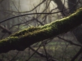 Mossy Branch