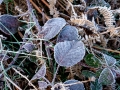 Frosted Leaf