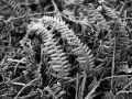 Frosted Fern