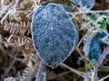 Frosted Leaf