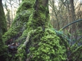 Mossy Tree