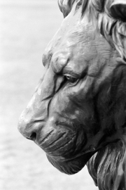 Lion Sculpture