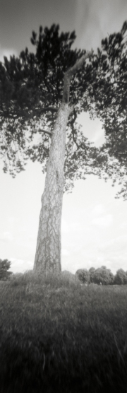 Tree, pinhole