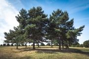 Seven Sisters Trees