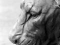 Lion Sculpture