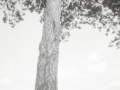 Tree, pinhole