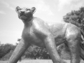 Lion Sculpture, pinhole