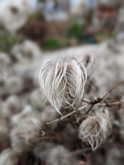 Seed Head