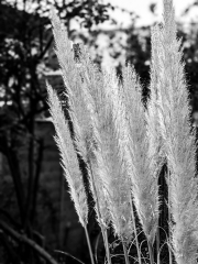 Grasses