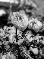 Seed Head