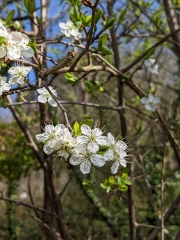 Blossom