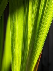 Phormium Leaf