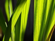 Phormium Leaf