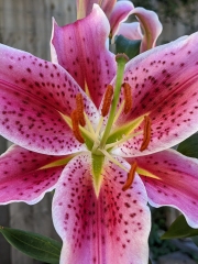 Lily