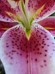 Lily
