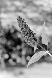 Seed head