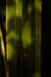 Phormium Leaf and shadow