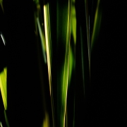 Phormium Leaf and shadow