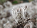 Seed Head