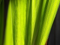 Phormium Leaf