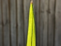 Phormium Leaf