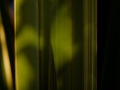 Phormium Leaf and shadow