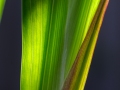 Phormium Leaf