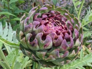 Artichoke